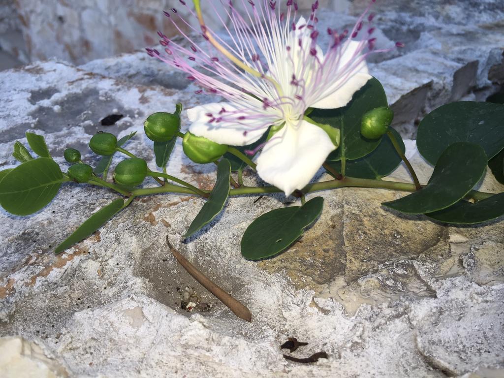 Ca' Di Bianca Hotel Moneglia Buitenkant foto