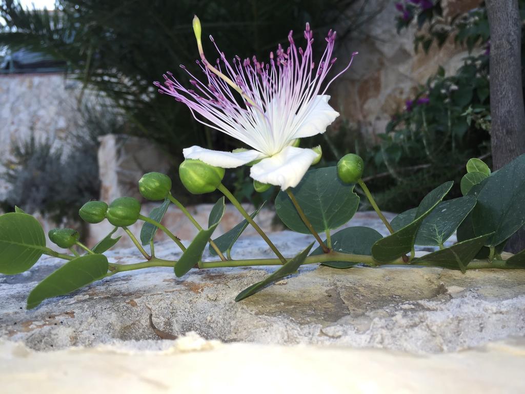 Ca' Di Bianca Hotel Moneglia Buitenkant foto